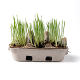 Egg Coloring & Seed Growing Kit