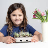 Egg Coloring & Seed Growing Kit