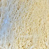 Loofah Sponge
