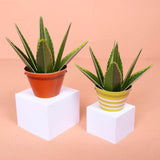 Mini Paper Plant Kit || Aloe Vera