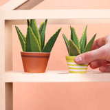 Mini Paper Plant Kit || Aloe Vera