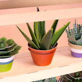 Mini Paper Plant Kit || Aloe Vera