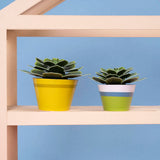 Mini Paper Plant Kit || Soothing Succulent