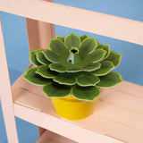 Mini Paper Plant Kit || Soothing Succulent