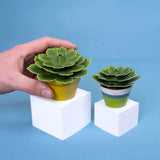 Mini Paper Plant Kit || Soothing Succulent