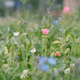 Seed Blend || Pollinator Wildflower