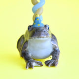 Cake Topper || Toad