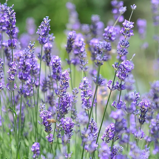 vera lavender plants Garden Seeds || Vera Lavender Pollinator – Lyon and Pearle
