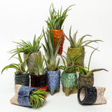 Live Air Plants Handmade in Ohio Ceramic Pot - Asst. Color
